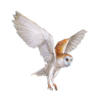 owl in flight